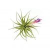 Tillandsia Aeranthos - Air Plant