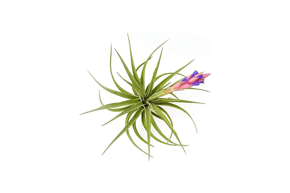 Tillandsia Aeranthos - Air Plant