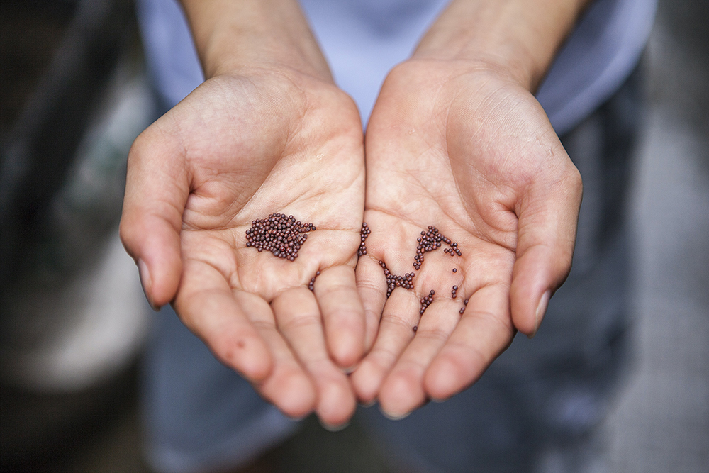 Store Seeds for The Future