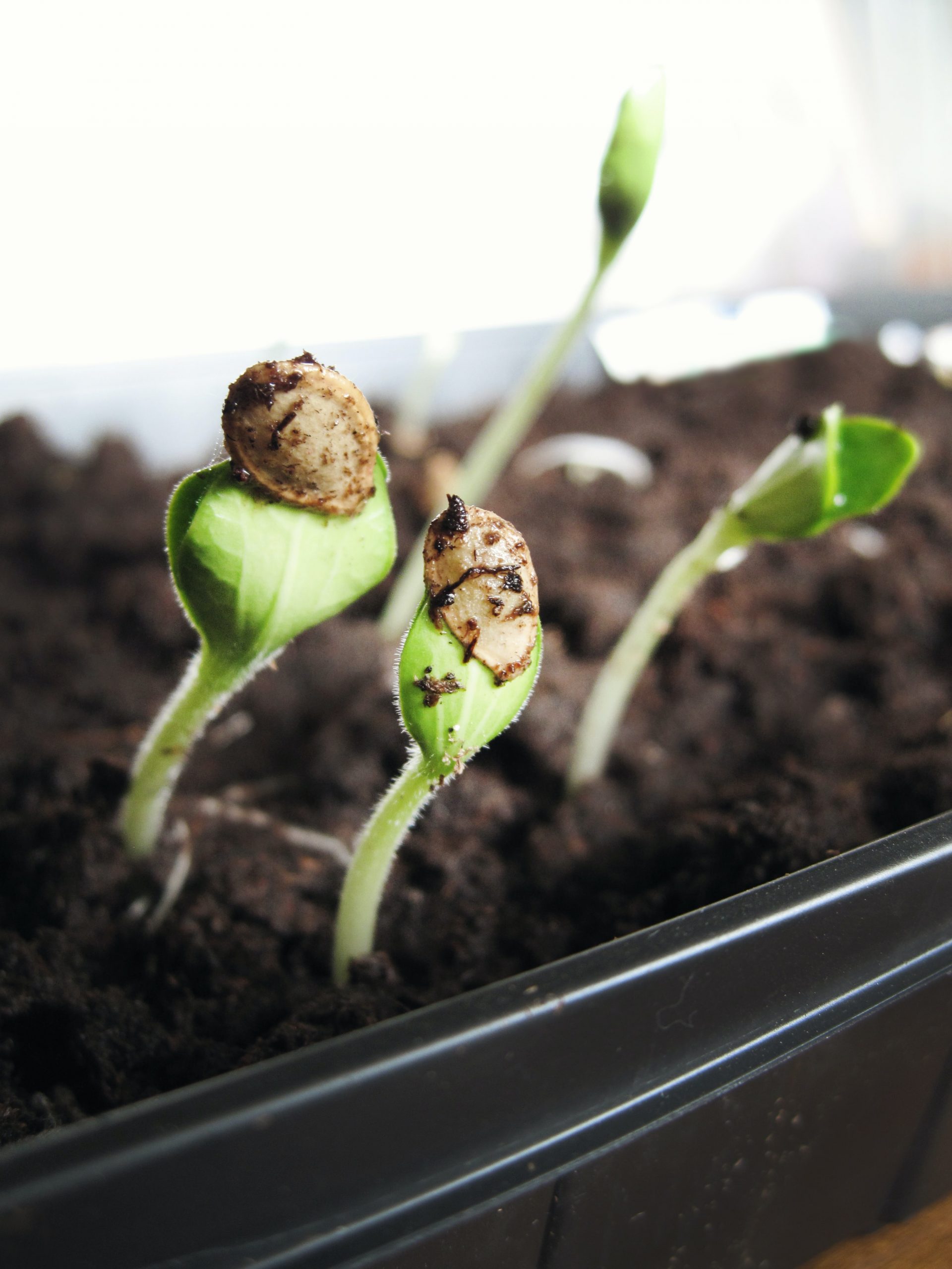 My Favourite Seed Suppliers