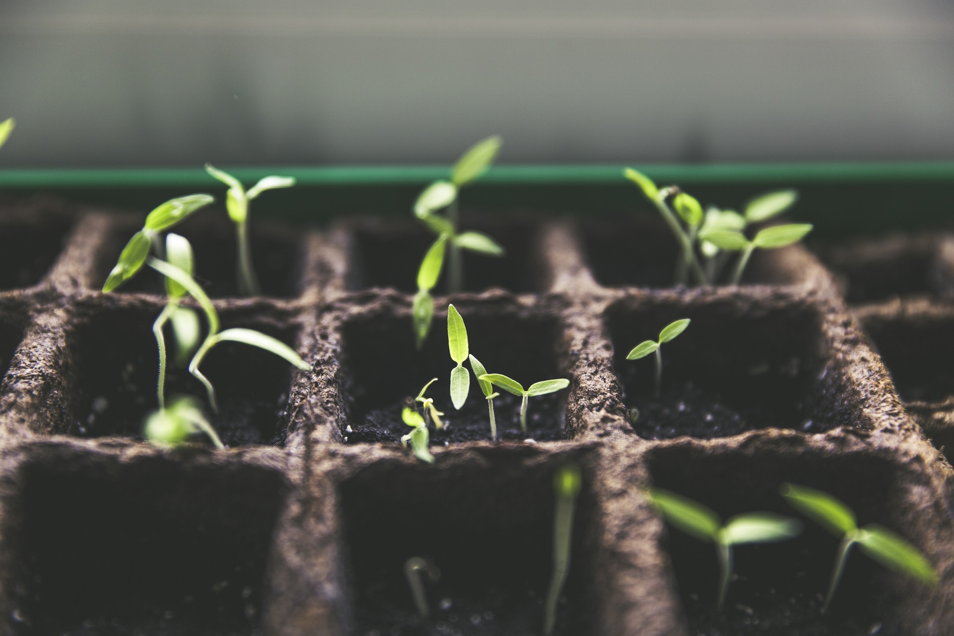Grow Your Own - Jump in with us