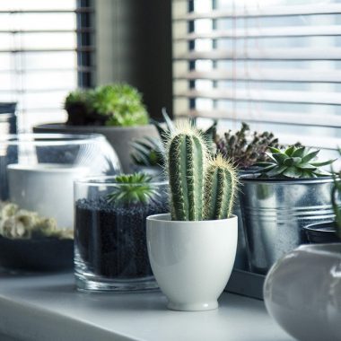 How to Arrange Indoor Plants so They Thrive