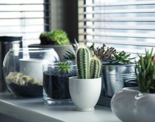How to Arrange Indoor Plants so They Thrive