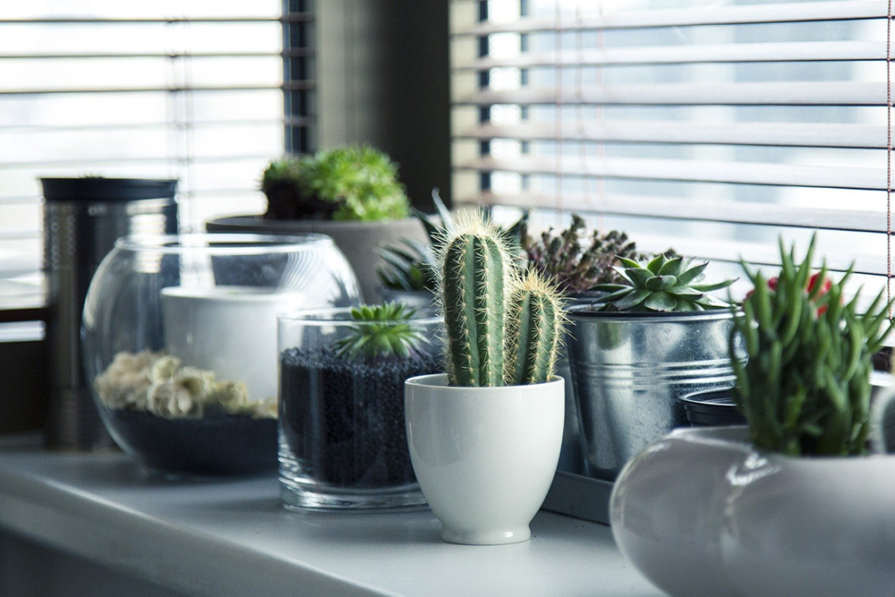 How to Arrange Indoor Plants so They Thrive