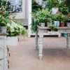 Styling your home with house plants