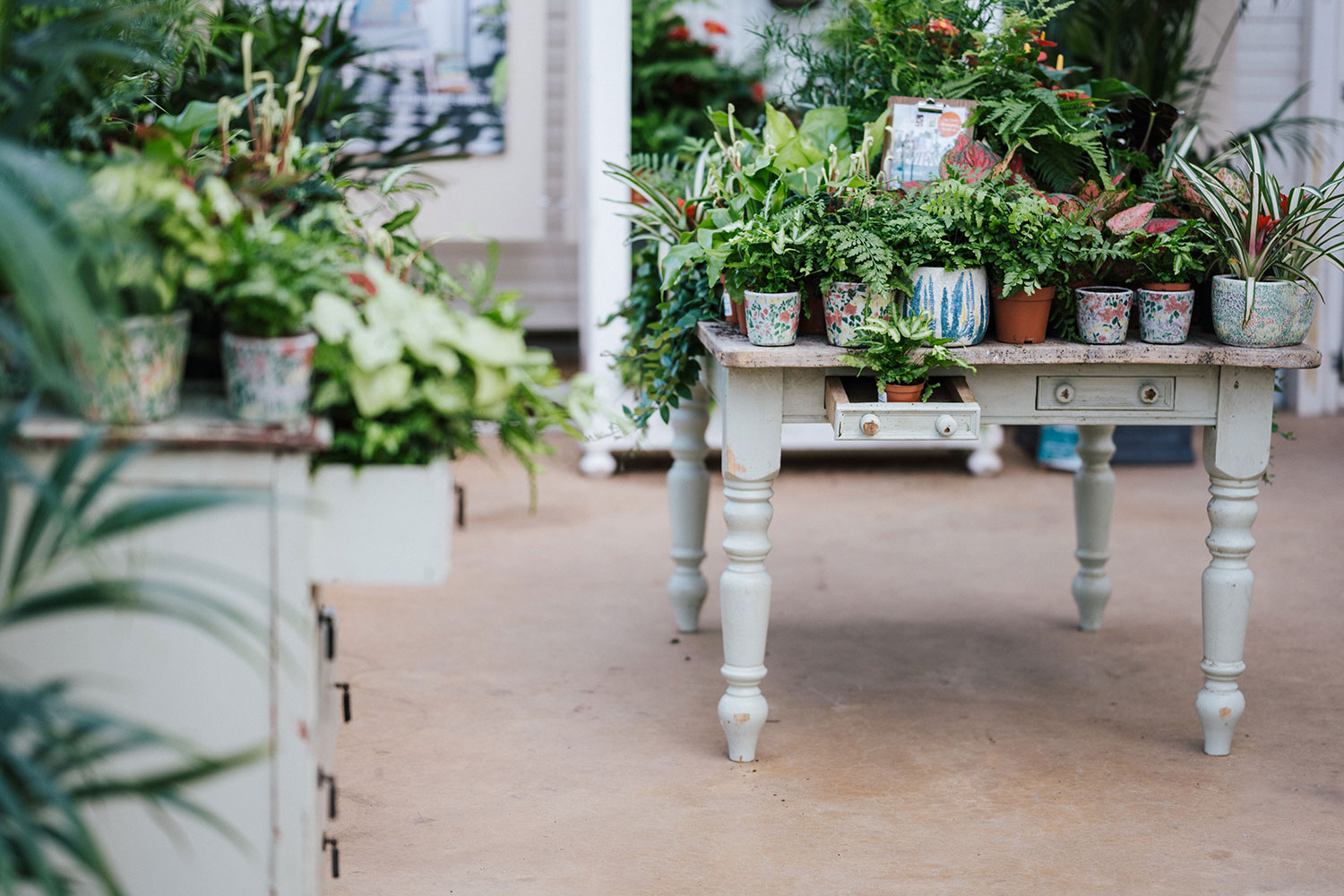 Styling your home with house plants