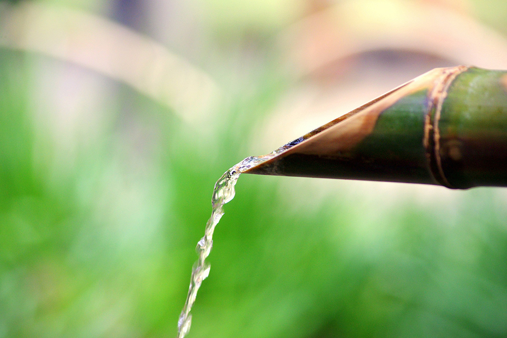 Essential Equipment for Watering Plants