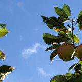 It's a beautiful day - Image of apple tree - Escape Learn Create