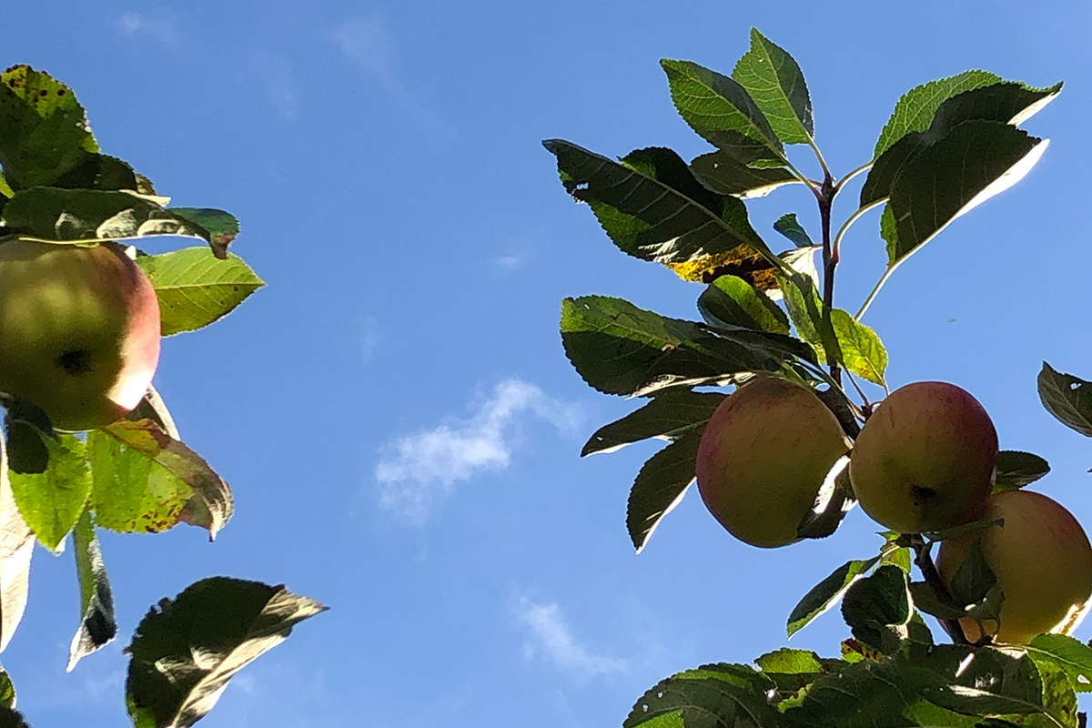It's a beautiful day - Image of apple tree - Escape Learn Create