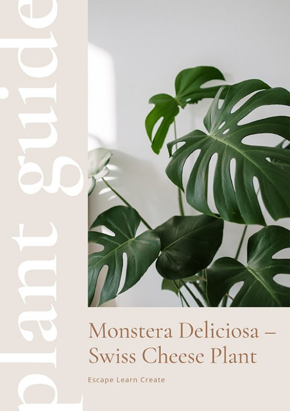 Monstera Deliciosa - Plant Guide Cover